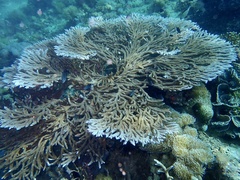 Acropora clathrata