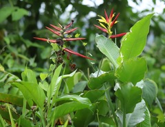 Heliconia hirsuta