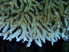 Acropora clathrata