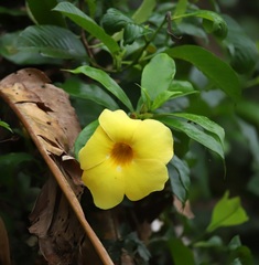Allamanda cathartica