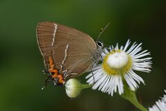 Satyrium w-album