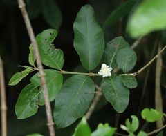 Psidium