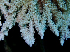 Acropora clathrata