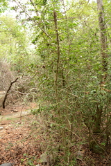 Hyperacanthus amoenus