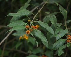 Tilesia baccata