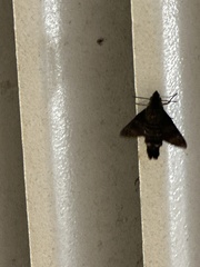 Sphingidae