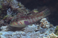 Halichoeres nebulosus