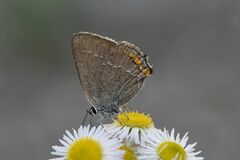 Satyrium acaciae