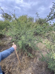 Vachellia farnesiana