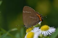 Satyrium w-album