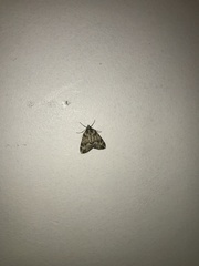 Pseudocoremia indistincta