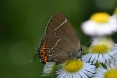 Satyrium w-album