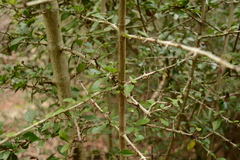 Hyperacanthus amoenus