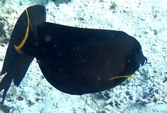 Acanthurus pyroferus