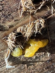 Dacrymyces chrysospermus