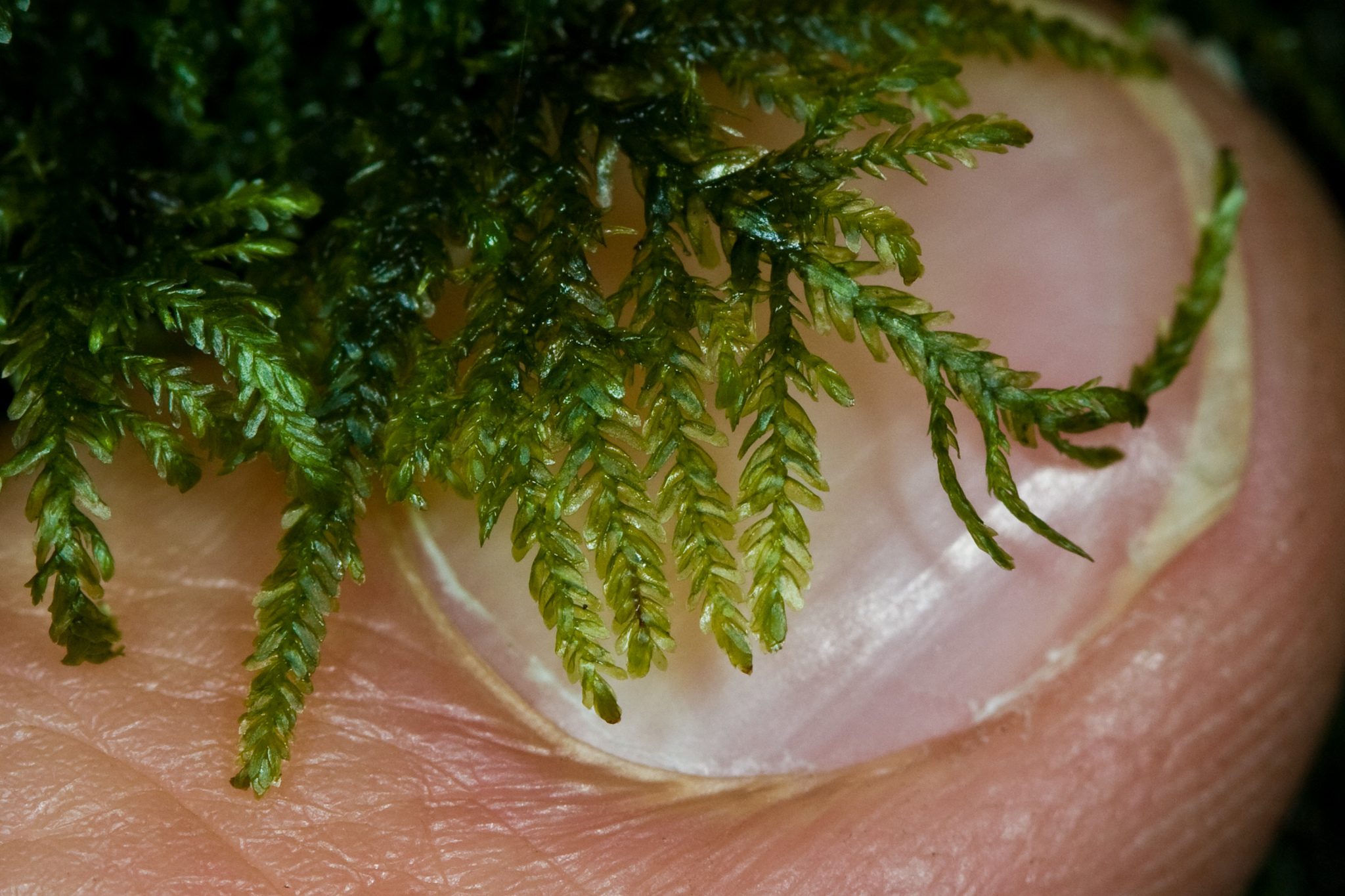 Bryolawtonia
