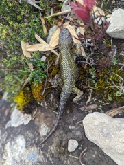 Sceloporus malachiticus