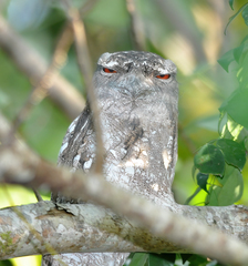 Podargus papuensis