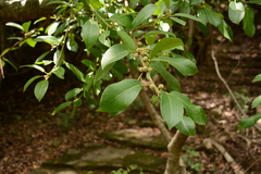 Ficus burkei