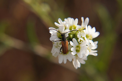 Pseudovadonia livida