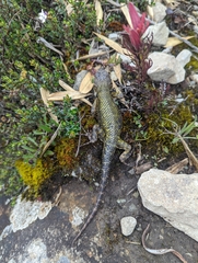 Sceloporus malachiticus
