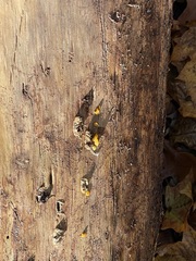 Dacrymyces chrysospermus