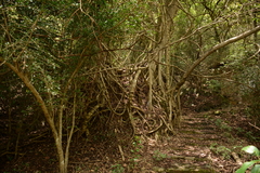 Ficus burkei