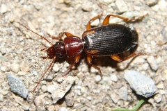 Cymindis scapularis