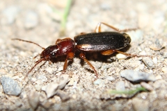 Cymindis scapularis