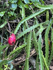 Selenicereus triangularis