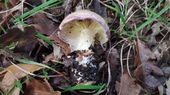Cortinarius xanthophyllus