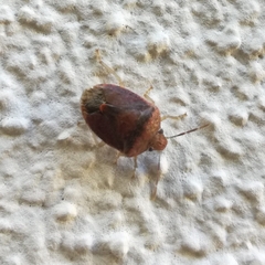 Dryadocoris apicalis