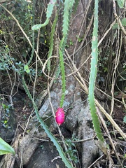 Selenicereus triangularis