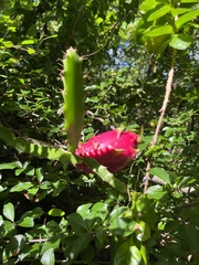 Selenicereus triangularis
