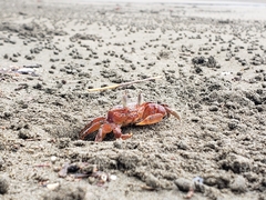 Ocypode gaudichaudii