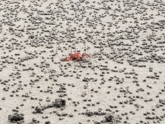 Ocypode gaudichaudii