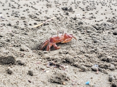 Ocypode gaudichaudii