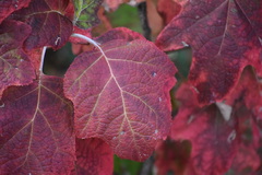 Hydrangea quercifolia
