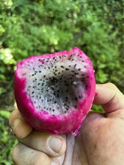Selenicereus triangularis