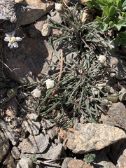 Erigeron watsonii