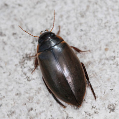 Colymbetes fuscus