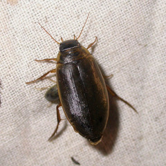 Colymbetes striatus