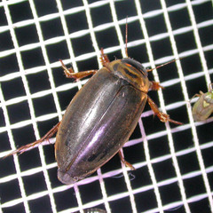 Colymbetes striatus