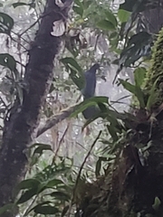 Chamaepetes unicolor