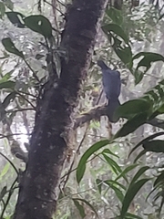 Chamaepetes unicolor