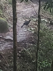 Chamaepetes unicolor