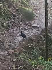 Chamaepetes unicolor