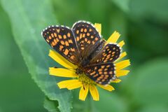 Melitaea athalia