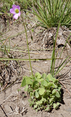 Oxalis metcalfei