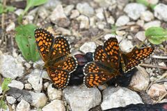 Melitaea athalia